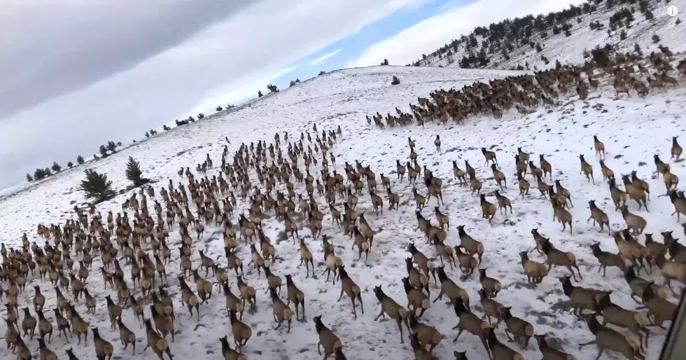 How Elk Herds Were Affected by the Cameron Peak Fire