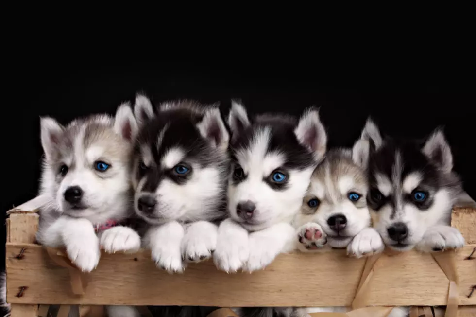 Colorado Shelters Get 50 Pure Bred Huskies Seized From Breeder