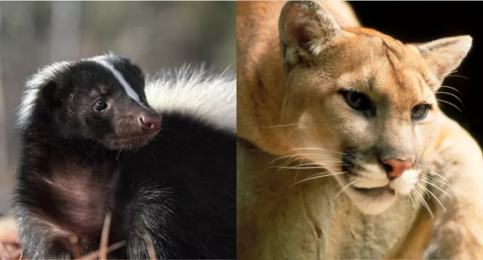 My Brother Woke Up to ‘Mountain Lion vs Skunk’ On His Porch