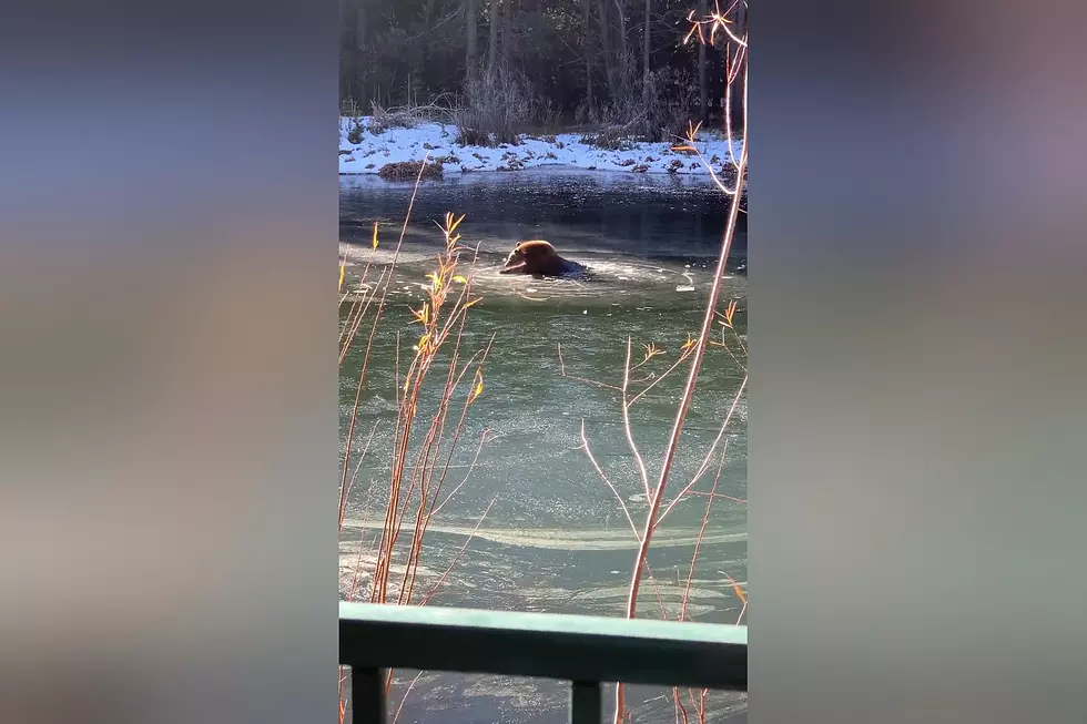 Watch a Bear Fall Through Thin Ice (But He’s Just Fine)
