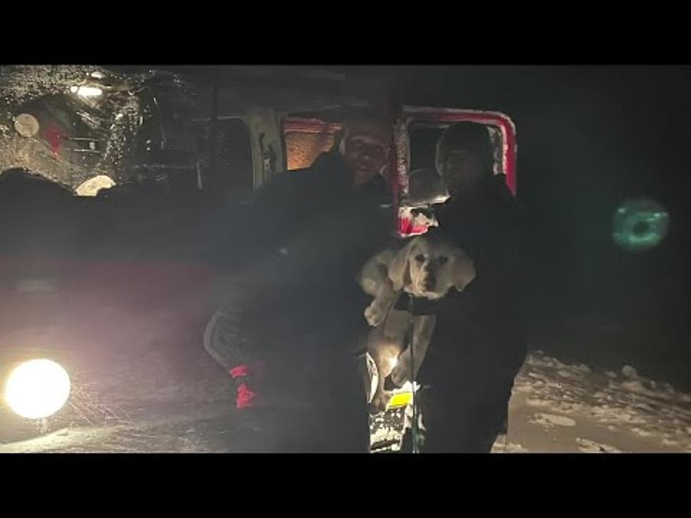 WATCH: Puppy Saved From Stranded Car During Snowstorm