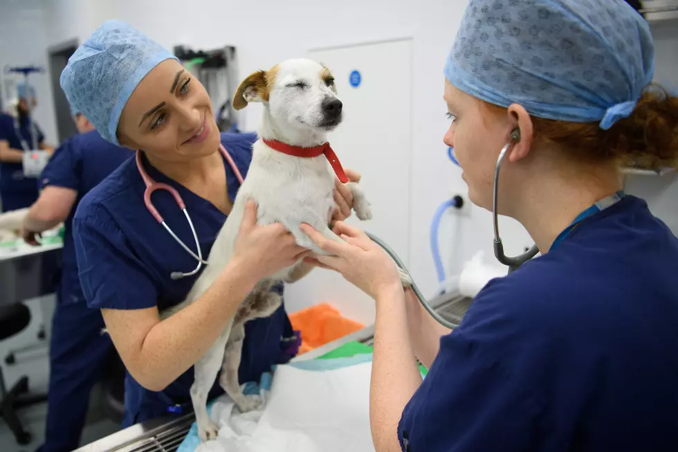 Northern Colorado&#8217;s Craziest Dog Vet Visit Wins $200 Prize Pack