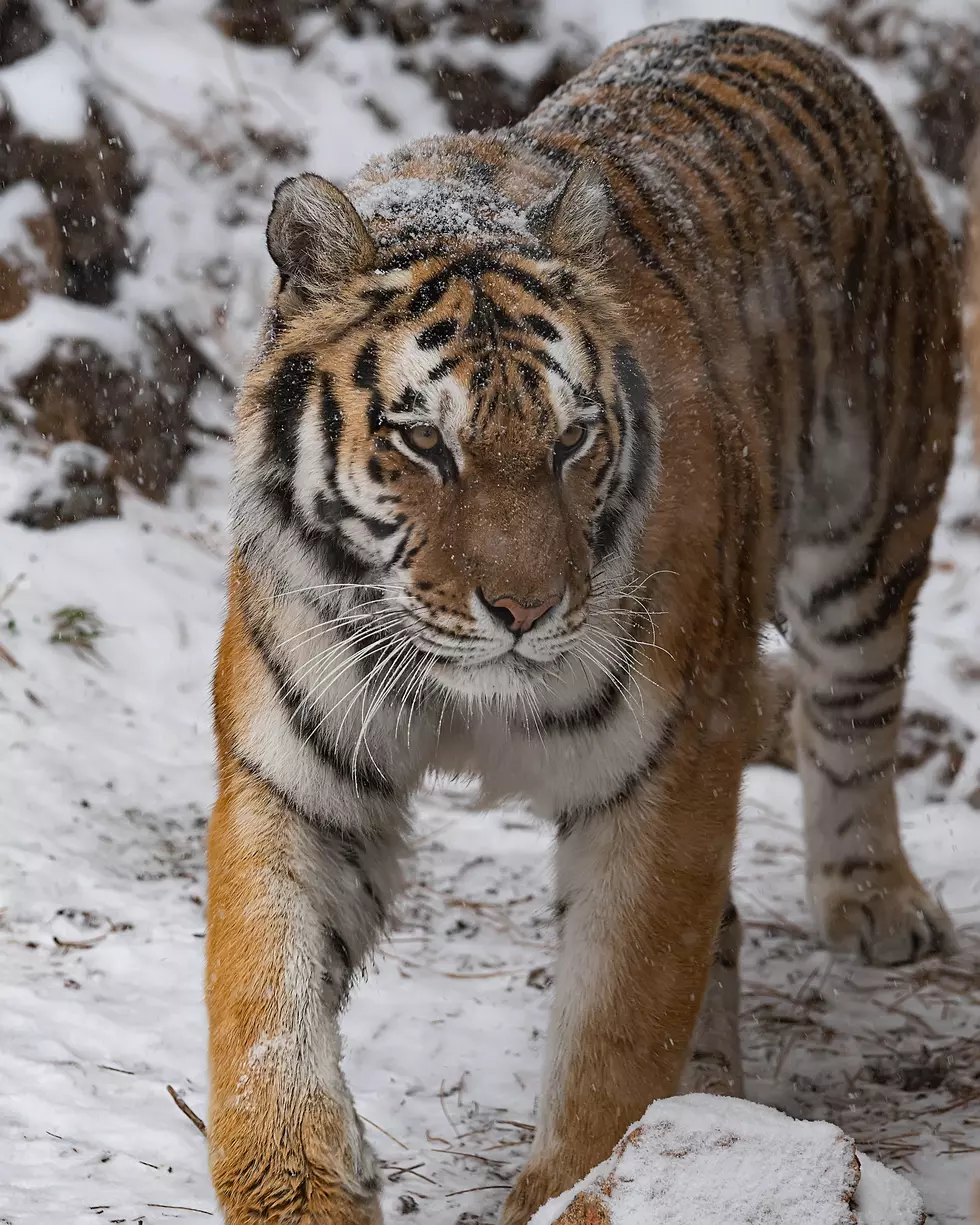 Cheyenne Mountain Zoo Tiger Dies After Procedure