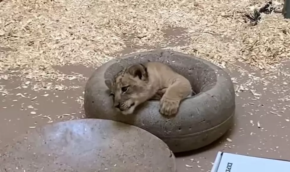 Watch The Cutest Baby Animals Of The Denver Zoo