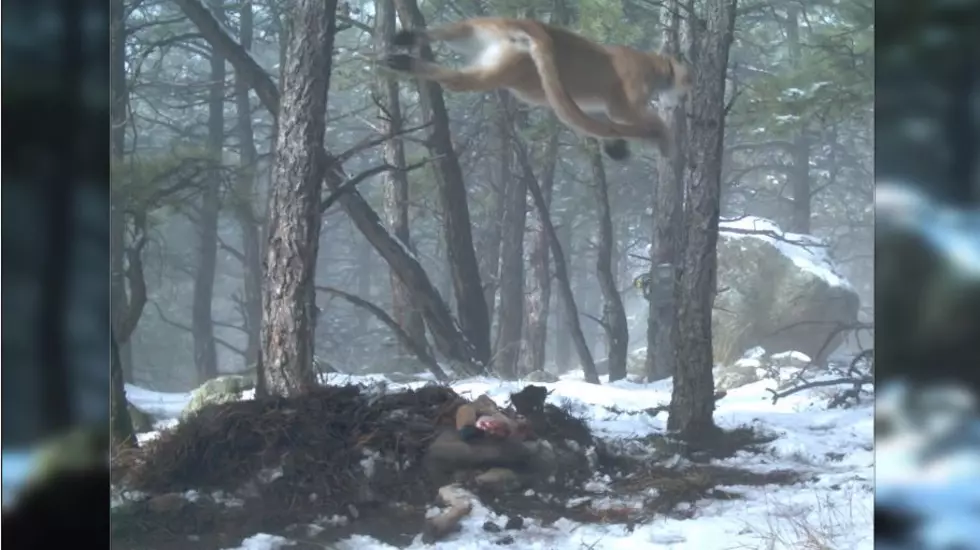 Camera Catches Colorado Predator Flying Through The Air