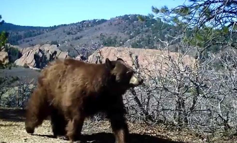 Colorado Trail Cam Catches Bear Family Awake From Hibernation
