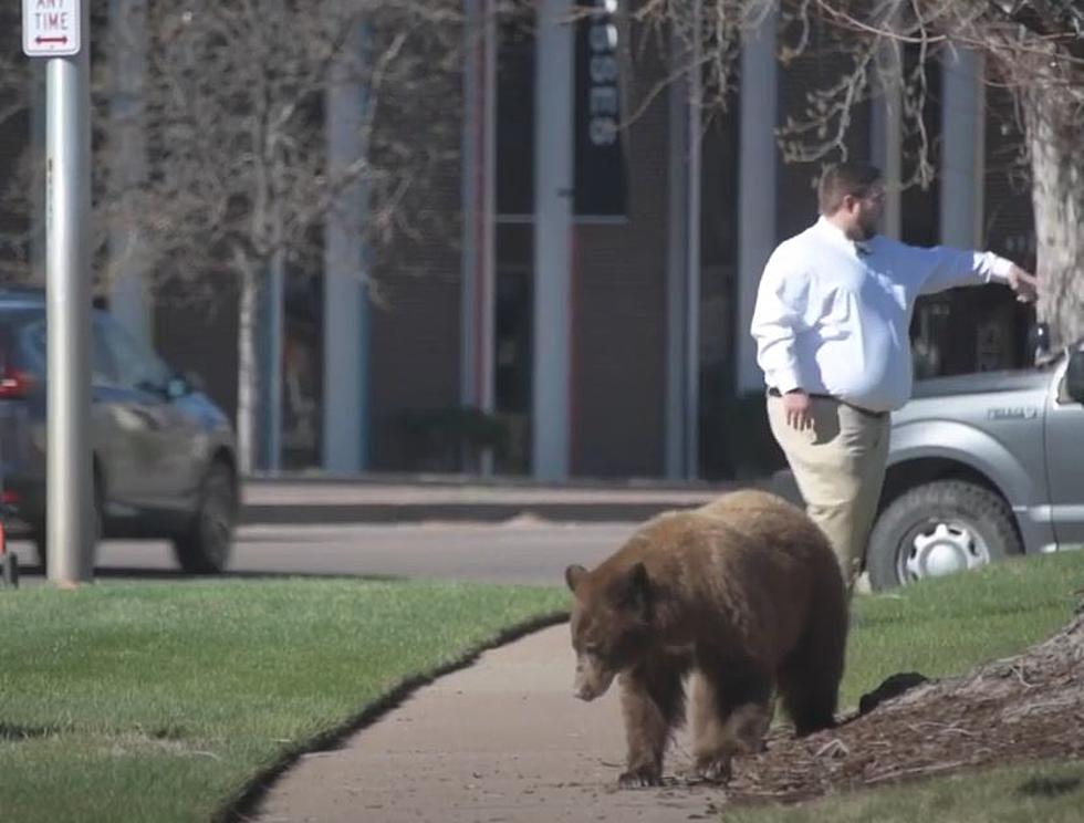 Bear Spotted Strolling Through Downtown Colorado Springs