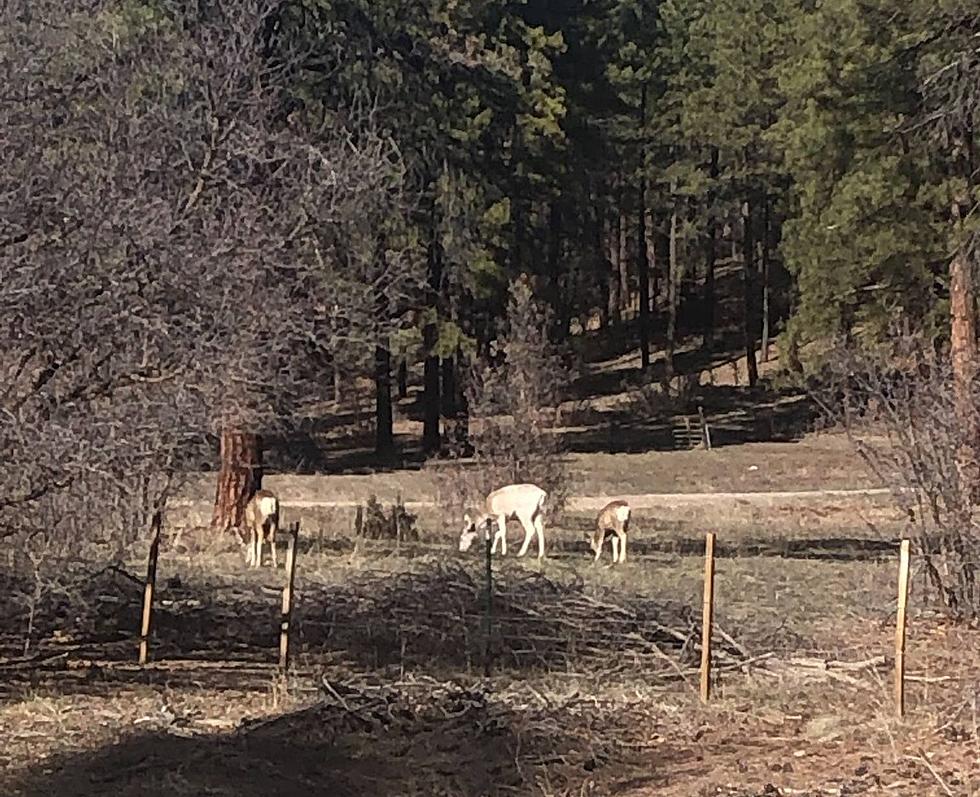 Check Out This Piebald Mule Deer Near Colorado Highway