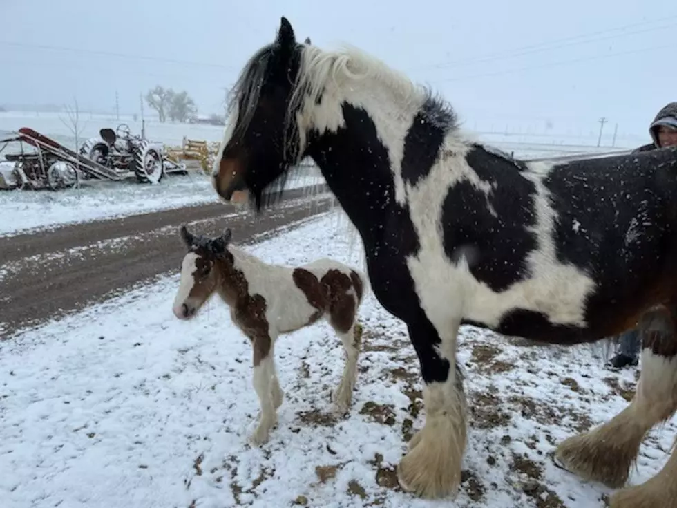 Colt Reported Stolen from Weld County Farm