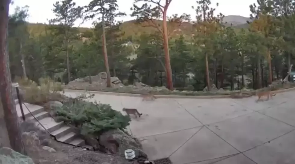 Neighborhood Cam Catches Mountain Lions On A Stroll In Boulder