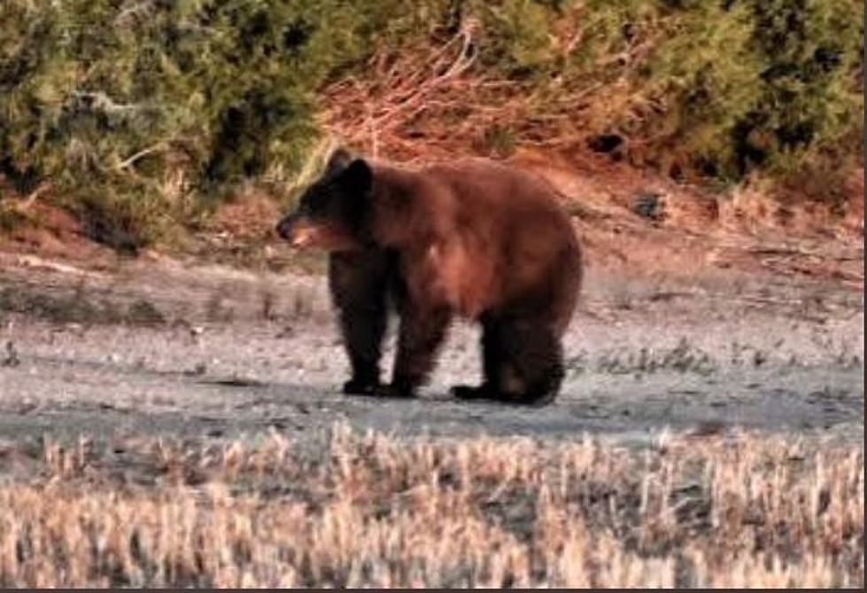 A Bear Takes A Wrong Turn, Ends Up On The Eastern Colorado Plains
