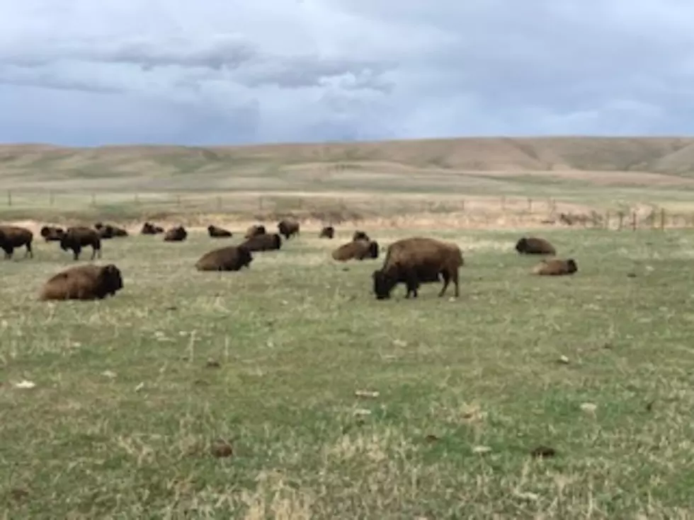 Wyoming Ranch Lets You Feed Bison & Ride Horses In The Wide Open