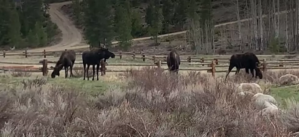 WATCH: Bull Moose Grab Dinner In Grand Lake