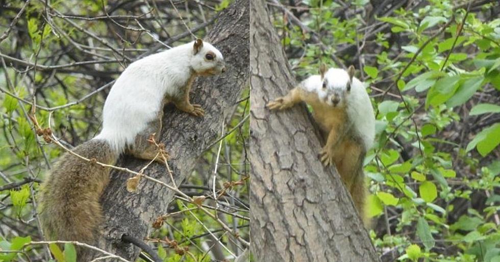 Extremely Rare Squirrel Spotted in Colorado
