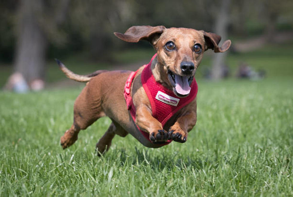 Denver Loves Dogs: Mile High City Voted Most Dog-Friendly