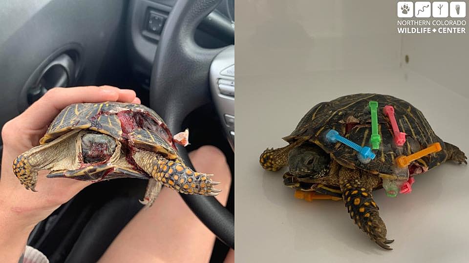 Box turtle hit by land developers brush hog, damaged shell : r/WildlifeRehab