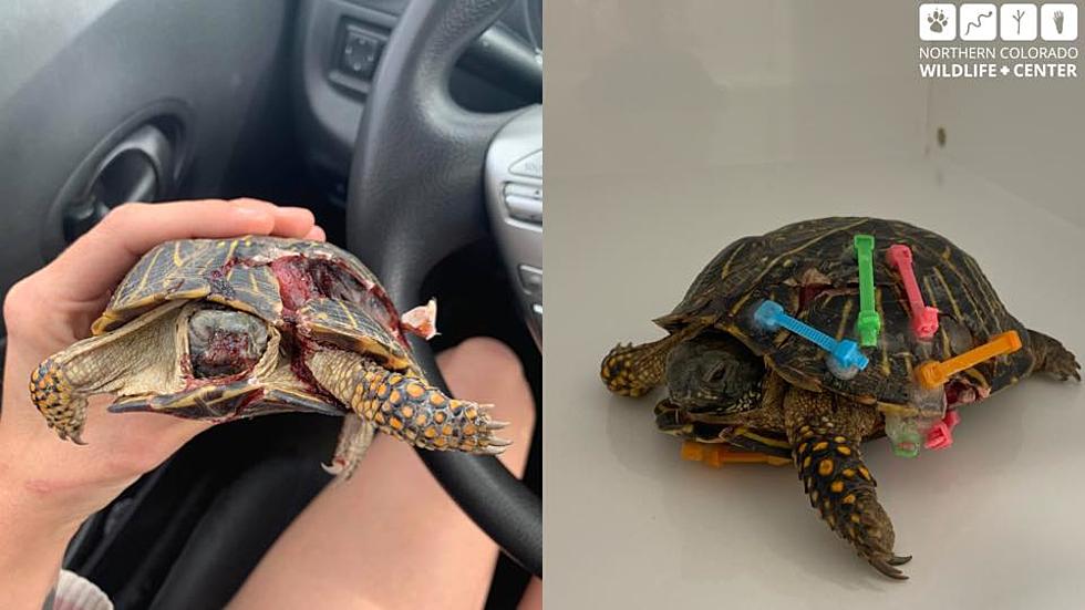 Box Turtle Recovering After Being Hit By A Car in Colorado
