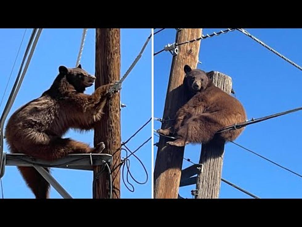 WATCH: A Curious Bear Gets Stuck On A Power Pole