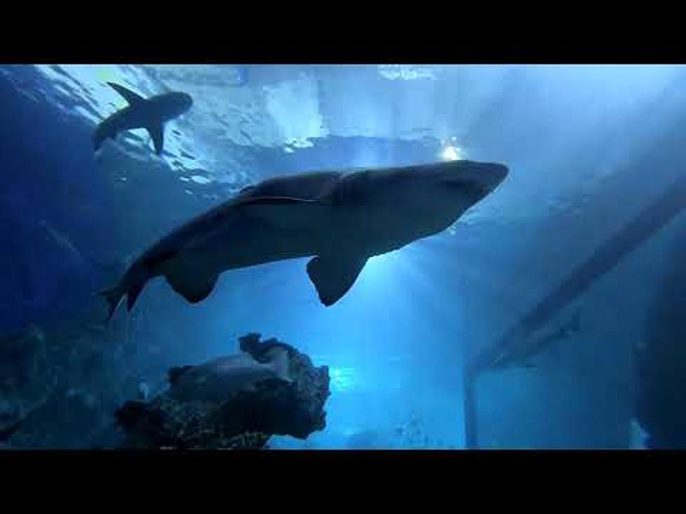 You Can Swim With Sharks At The Denver Aquarium