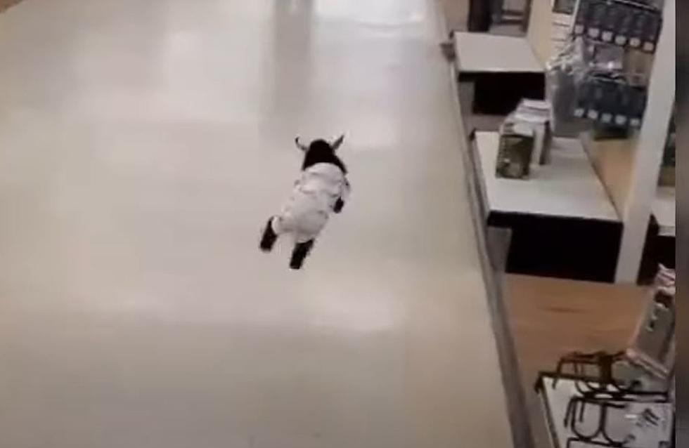A Baby Goat In A Onesie Goes Shopping At Jax Outdoor Gear
