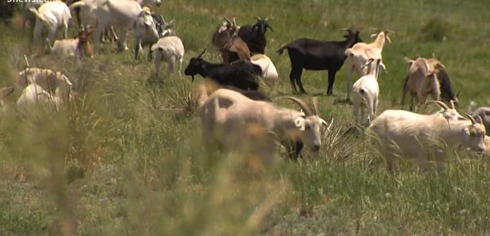 Hundreds Of Goats Have Invaded Parker…Here’s Why