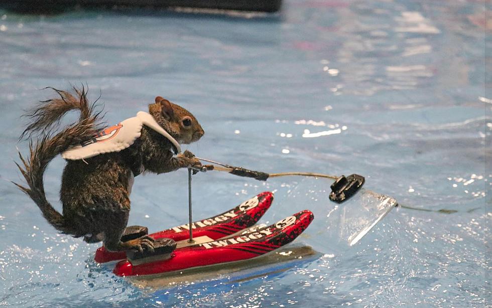Twiggy The Water Skiing Squirrel Returns To Larimer County Fair