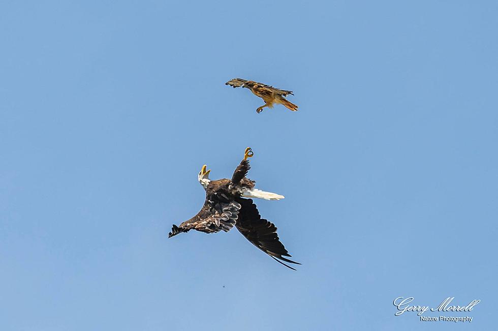 Colorado Photographer Captures Epic Bald Eagle and Hawk Fight