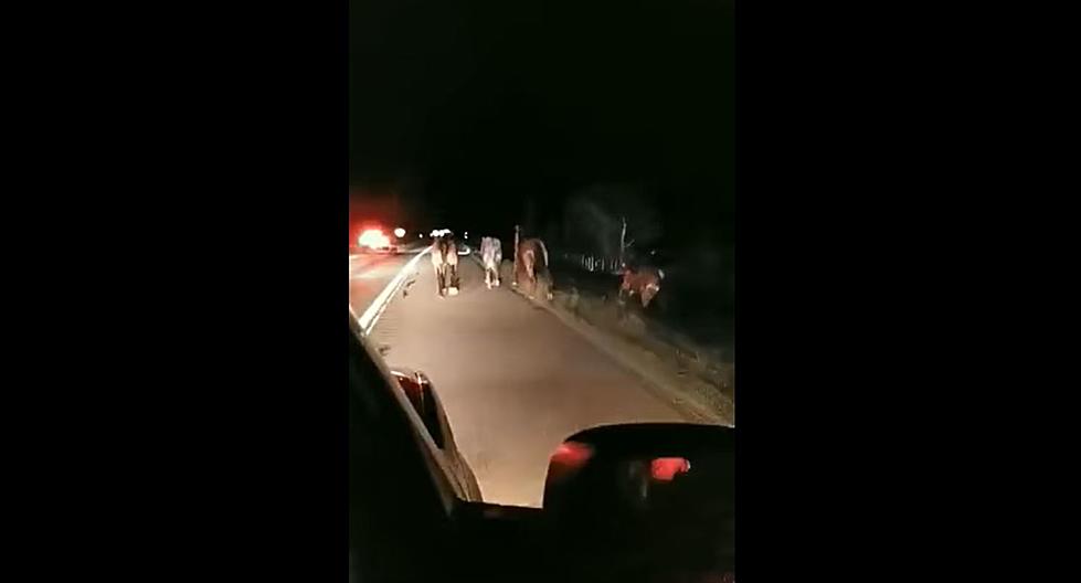 Runaway Horses on Colorado Highway Lead Police on a High-Speed Chase