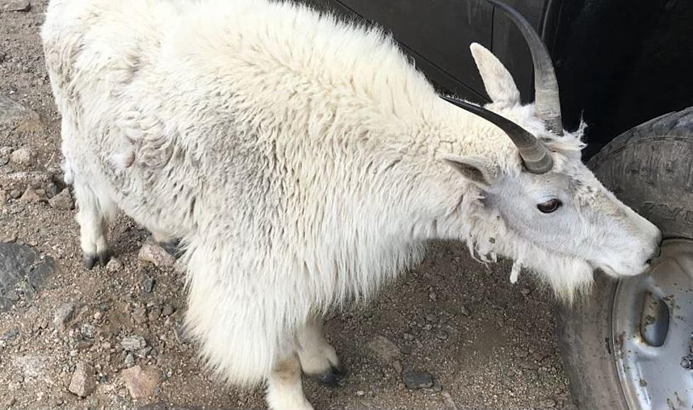 What’s Up With Mountain Goats Licking Cars In Colorado?