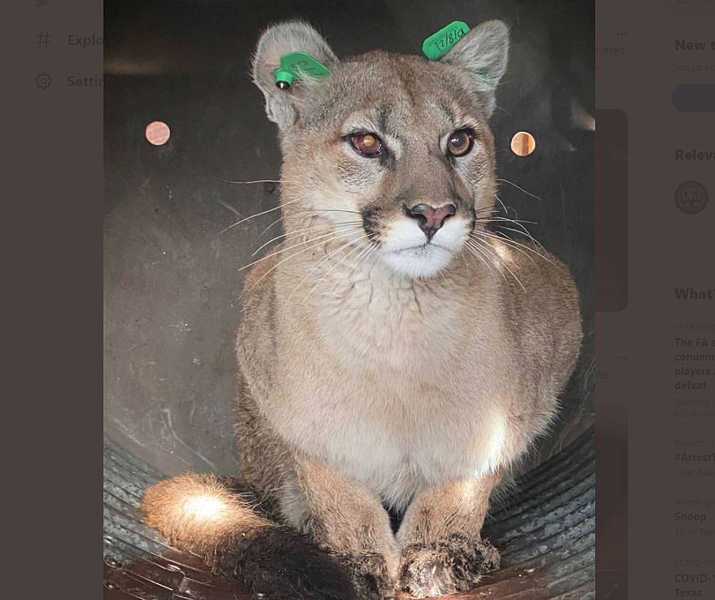 A Brave Colorado House Cat Has Encounter With Mountain Lion