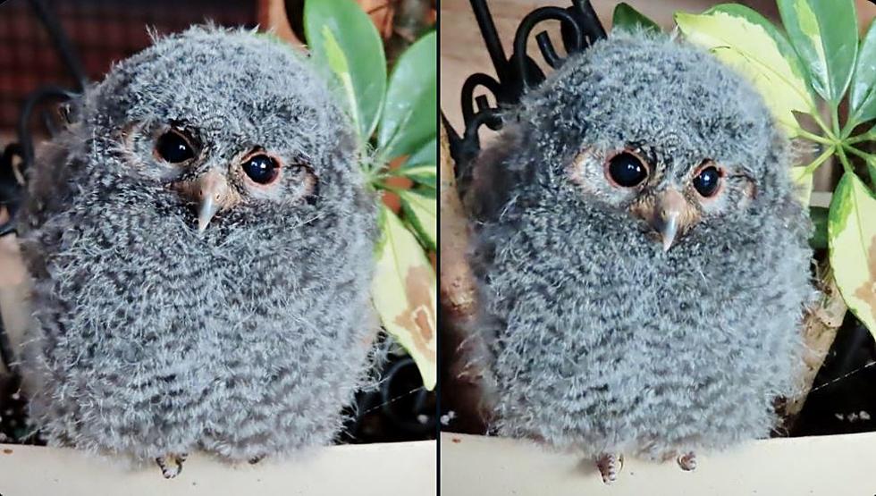 Adorable Pint-Size Owl Saved By Colorado Parks And Wildlife