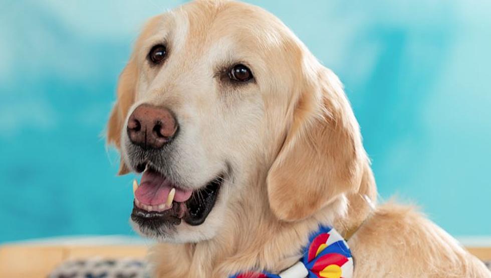 Colorado’s Children’s Hospital Adorable ‘Dr. Dog’ Makes Final Rounds