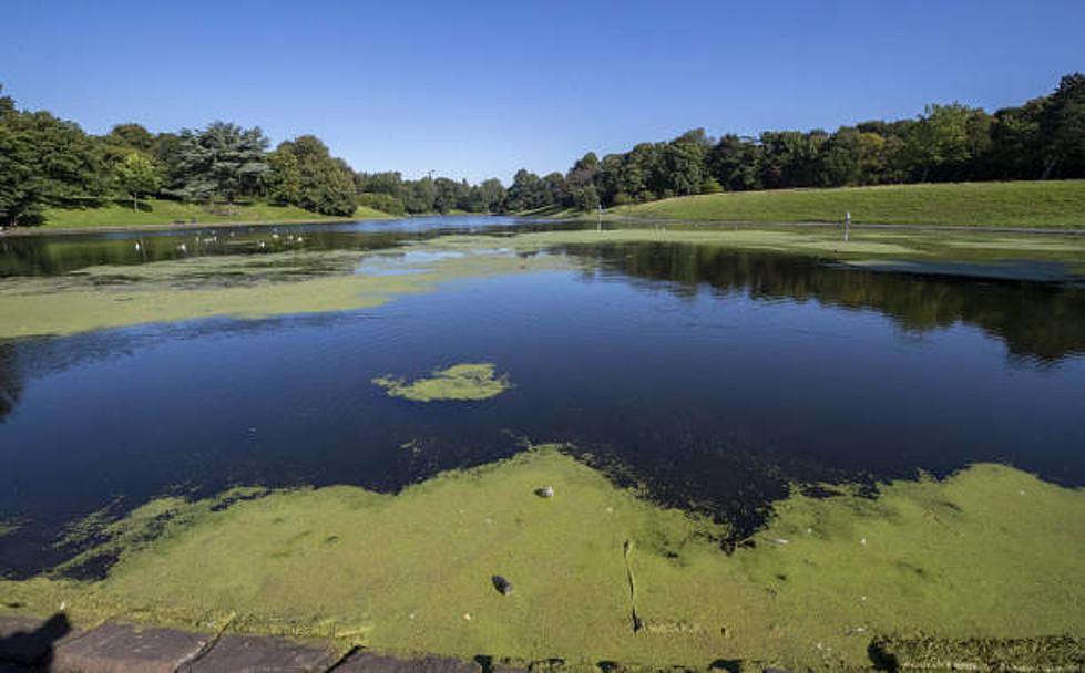 Sloan&#8217;s Lake Closed For First Time Ever Due To Deadly Algae