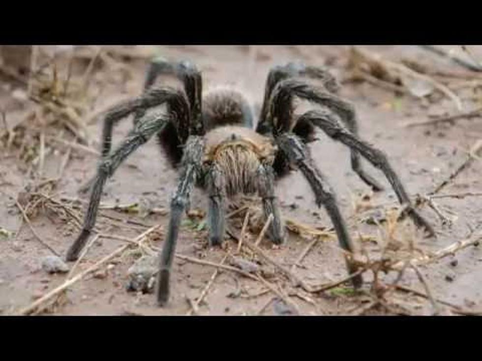 BEWARE: Thousands Of Tarantulas Set To Start Moving Through CO