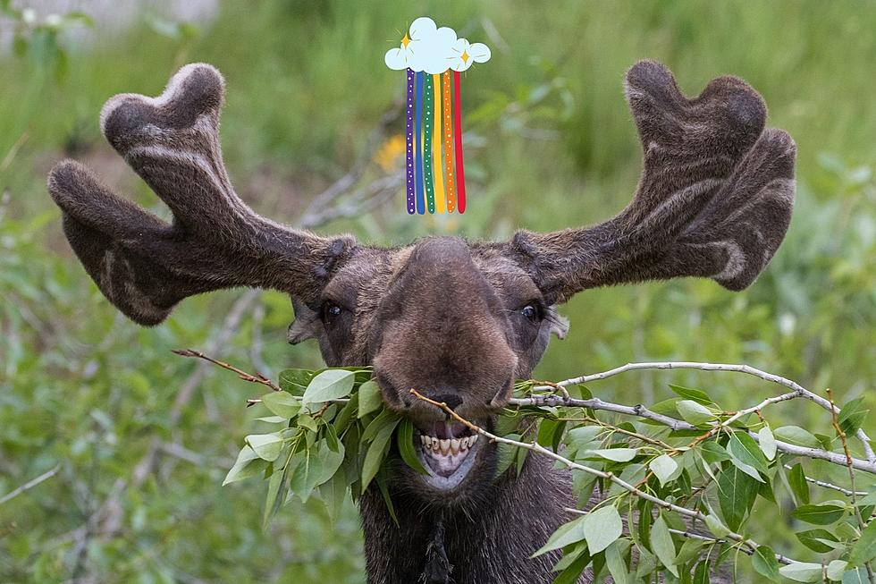 WATCH: Moose Walks Under a Rainbow at Cameron Peak