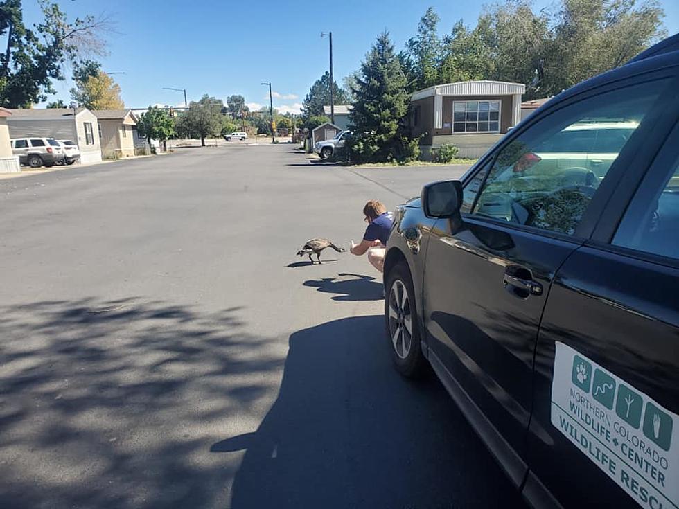 An Injured Goose Had To Be Confiscated From A Home in Fort Collins