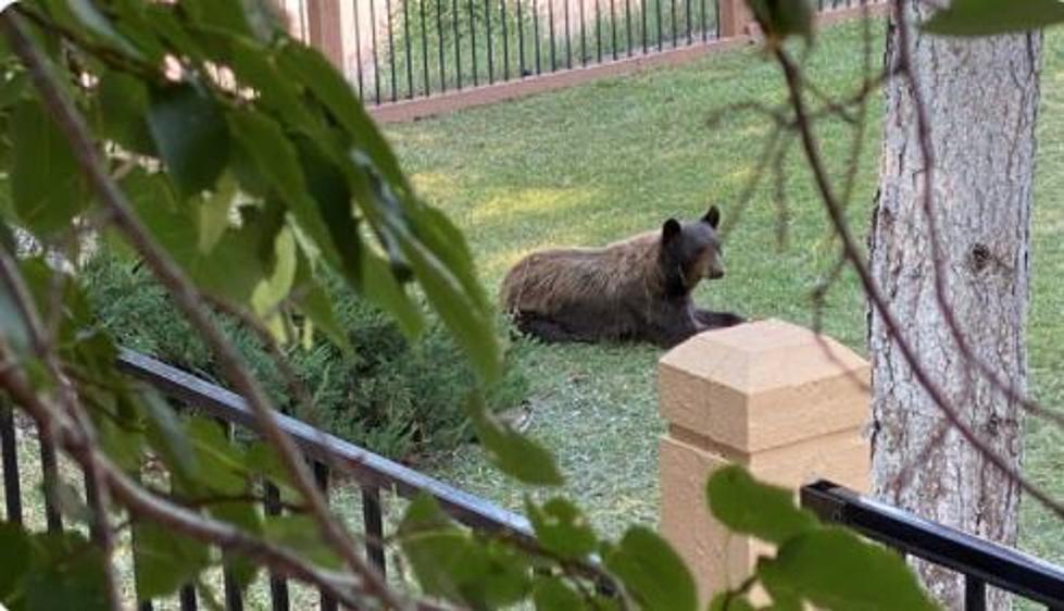 Chilling Out: Black Bear In Denver Colorado Backyard Relocated