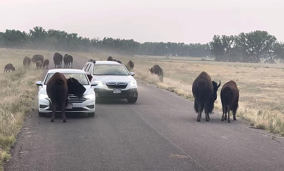 Bison Herd Surrounds Cars In A Colorado Wildlife Refuge