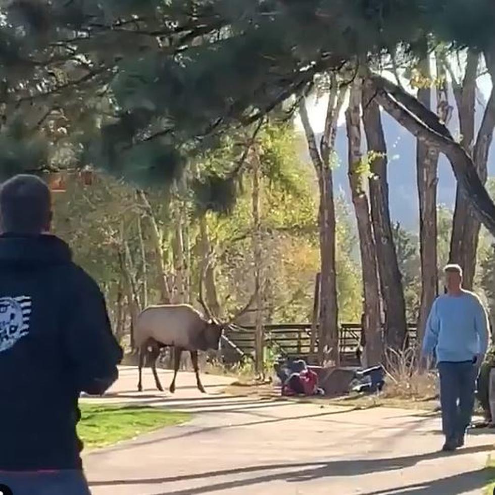 Aggressive Elk Attacks Women In Estes Park While The Men Run Away