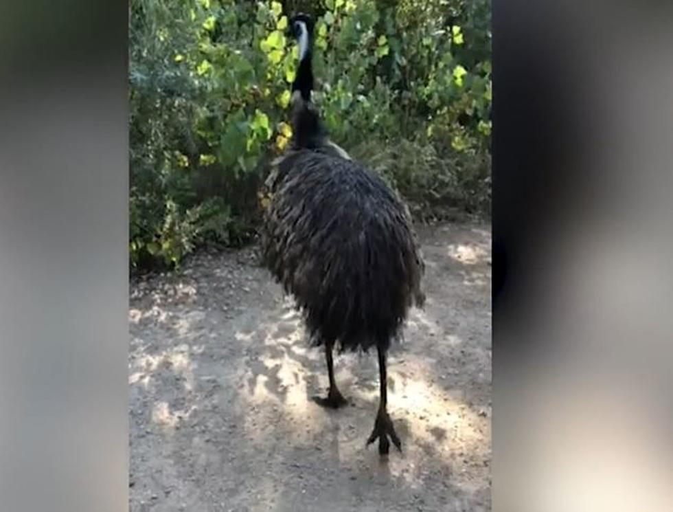 An Emu Was Spotted in Fort Collins, And I Had To Google ‘Emu’