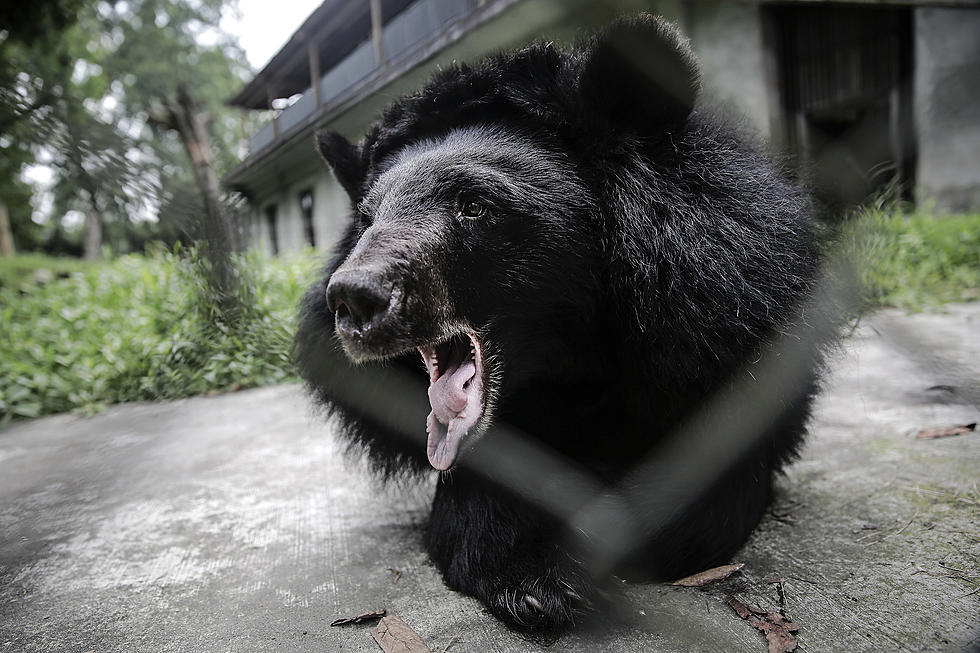 Bear Traps Residents In Steamboat Springs Home