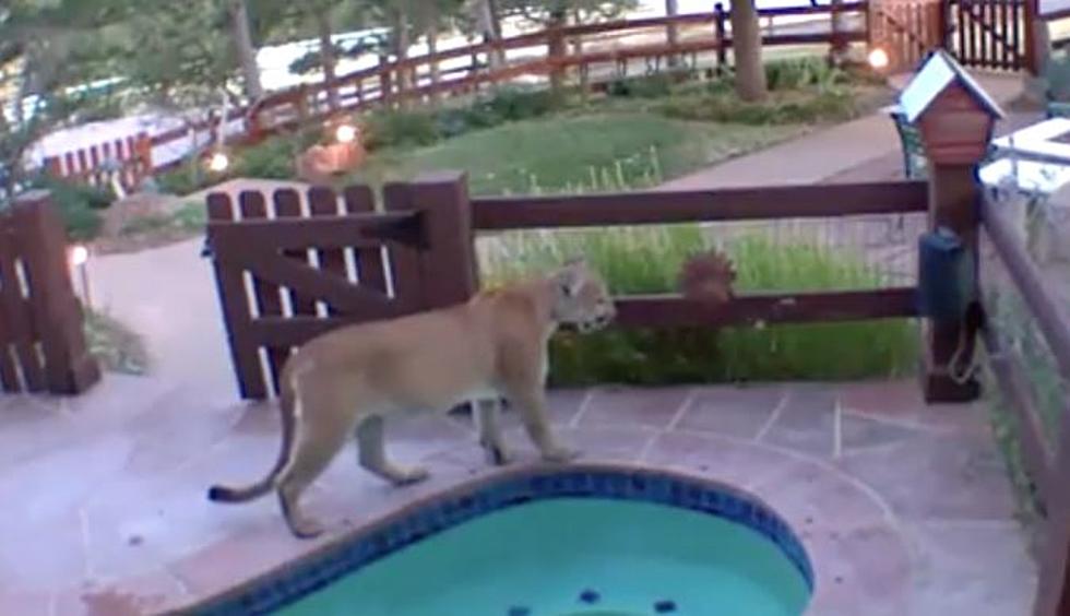 Multiple Mountain Lions Spotted By Colorado Neighborhood Pool
