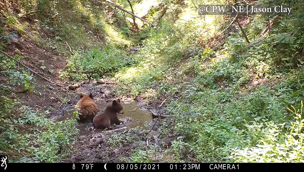 Colorado Bear Family Cools Down In Pond Over Labor Day Weekend