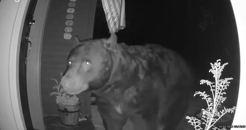 Colorado Bear Gets Caught Snooping on Ring Doorbell Camera