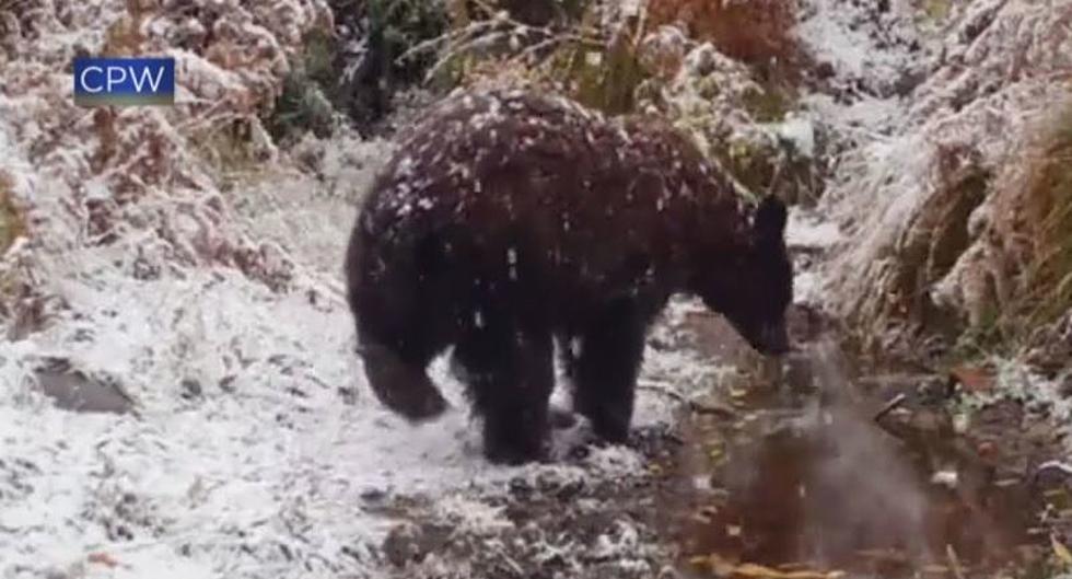 This Colorado Bear Playing In The Snow Is What We All Need To See
