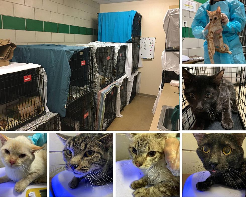 39 Abandoned Cats Need Emergency Donations At The Weld County Humane Society