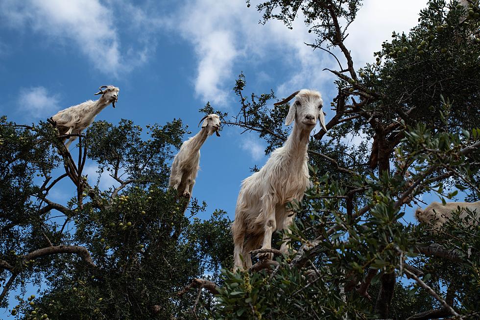 Could Goats Be the Answer to Slowing Down Wildfires?