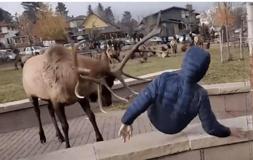 WATCH: A Man Gets Bulldozed In Estes Park By A Bull Elk