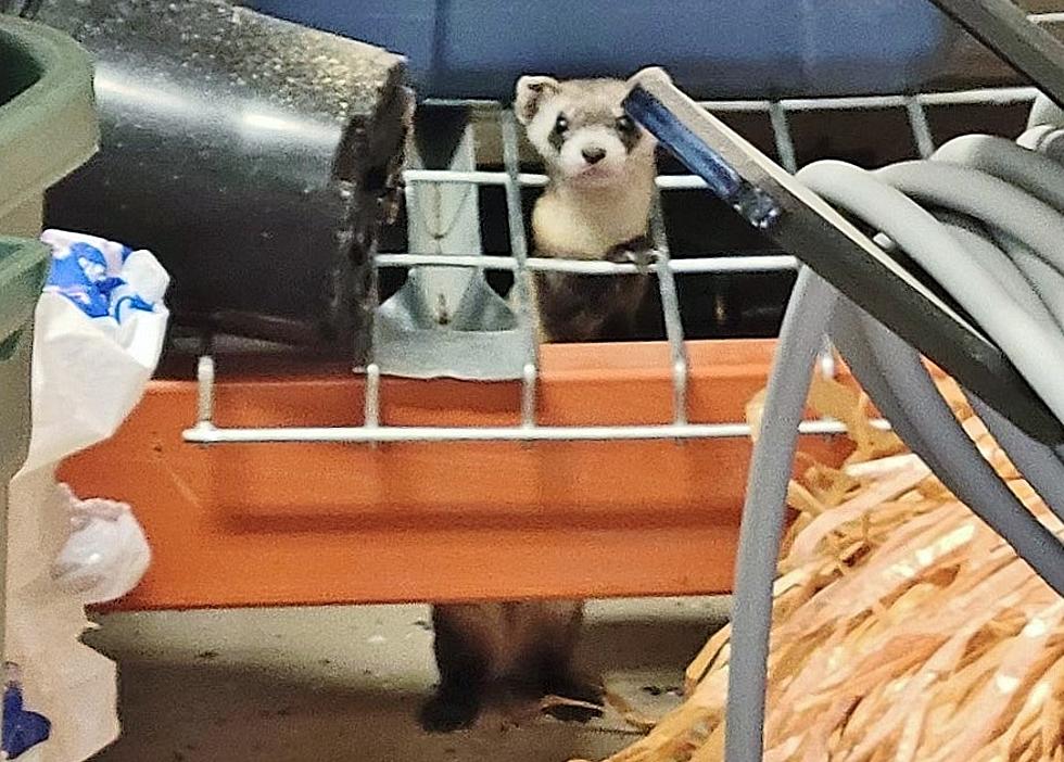 The Rarest Mammal in North America Was Found In a Colorado Garage