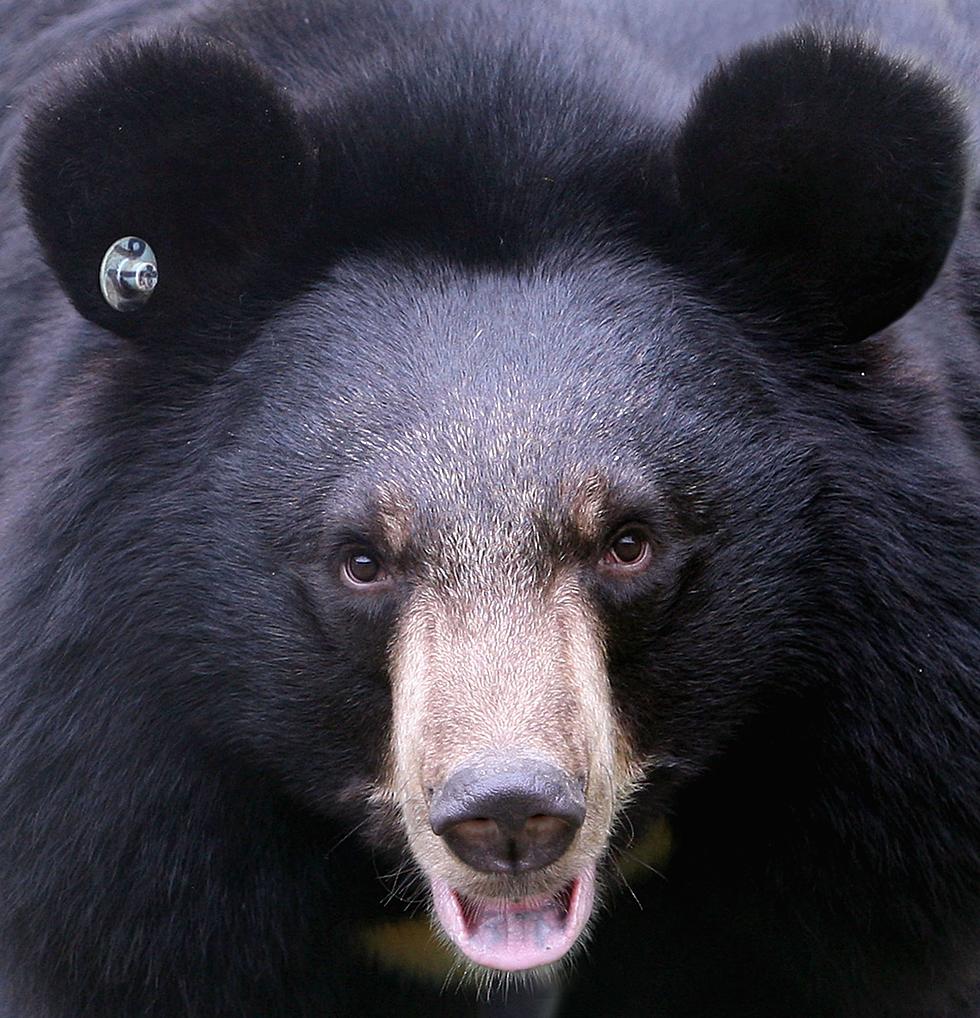 Bear Caught Trying To Hibernate Under Colorado Family Home